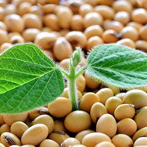 Achetez des graines de soja biologiques riches en protéines, non OGM, jaunes, livraison rapide, meilleur prix, en vente à un prix compétitif - Product Image 2