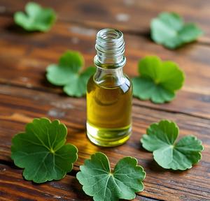 Huile Essentielle Pure Pressée à Froid de Gotu Kola et Centella Asiatica Biologiques Sauvages avec Parfum Herbal Terrestre pour Tous Types de Peau - Vente en Gros - Product Image 4