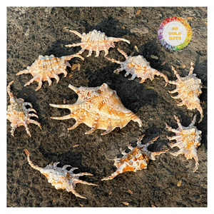 Coquille naturelle turbo faite à la main, durable, pour décoration intérieure, présentation sur le thème de l'océan, décoration de mariage côtier, thème plage, artisanat nautique, souvenir - Product Image 2