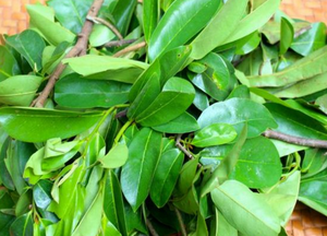 Feuilles de corossol séchées (feuilles de Graviola) – Thé aux herbes naturel |   Fournisseur d'exportation premium du Vietnam // M. Tom - Product Image 6