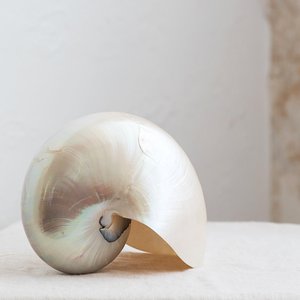 Concha de nautilus blanca para decoración costera, buen precio, conchas marinas naturales, venta al por mayor de conchas marinas - Product Image 5