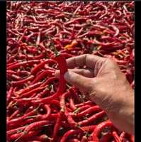 Piment rouge frais, cru et sec, qualité supérieure, récolté à la ferme, épice piquante pour la cuisine, la transformation alimentaire, l'utilisation en cuisine et la vente en gros