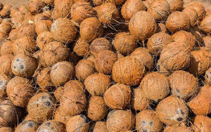 Coco Maduro Desgranado de Vietnam de Primera Calidad, Suministro de Fábrica, Alto Contenido de Aceite, Cáscara Dura, 100% Natural TINIMEX para Procesamiento de Alimentos - Product Image 5