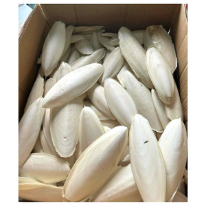 Premium Export Dried Cuttlefish Bone VF Vacuum Fried <b>Bird</b> Chewing Supply For Parrot Canary Finch Budgie <b>Aviary</b> Wholesale - Product Image 1