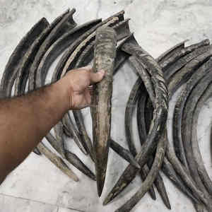 Cuerno de búfalo natural de 24-27 pulgadas, pulido a mano, ecológico, pieza decorativa al mejor precio - Product Image 2