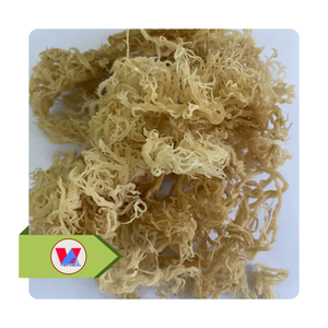 Algues Marines Dorées Jaunes à Vendre : Algues de Mer Sèches Sans Épine, Texture Croustillante, Idéales pour Épaissir les Soupes - Product Image 1
