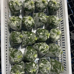 Hojas de yuca congeladas de alta calidad cosechadas y empaquetadas por expertos para garantizar la máxima frescura y seguridad - Product Image 1