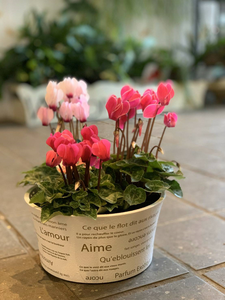 Maceta Redonda de Plástico ELF, 3 Colores: Blanco, Negro, Marrón, Ideal para Decoración del Hogar, Jardinería, Biblioteca, Diseño Simple - Product Image 2