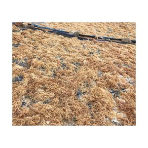 EN TENDENCIA: Musgo Marino Seco para Preparación de Bebidas y Ingredientes de Bar, Grado Alimenticio, para Espesar Alimentos - Product Image 5