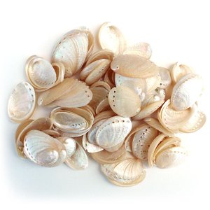 Coquilles d'ormeau polies, vente en gros, perles d'ormeau propres, prix le plus bas du Vietnam, prêt à être exporté - Product Image 2