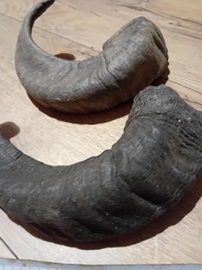 เขาแกะแท้ ขัดเงาอย่างดี สำหรับตกแต่งและงานฝีมือ คุณภาพสูง - Product Image 4