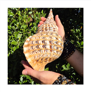 Coquille de trompette de Triton naturelle grande taille Charonia Tritonis polie, artisanat écologique pour la décoration intérieure sur le thème des fées - Product Image 1