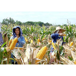 Granos de Maíz Amarillo a Granel, Exportador Directo de Fábrica para la Industria de Molienda y Procesamiento - Product Image 4