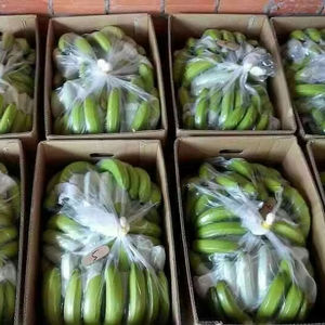 Bananes fraîches Cavendish G9 de haute qualité pour les grossistes du Moyen-Orient – Meilleur prix, fruits tropicaux du Vietnam par 99 Gold Data - Product Image 1