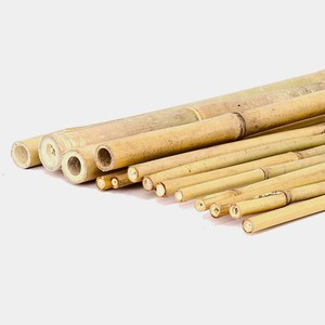 Pôles en bambou naturel pour applications décoratives et supports de plantes, prix usine, vente en gros - Product Image 1