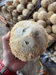 Coco Maduro Seco Orgánico de Ben Tre a Precio Competitivo |   Núcleo Blanco Espeso 100% Natural para Caramelos de Coco Deshidratado - Product Image 3