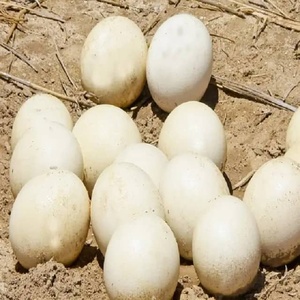 Huevos Frescos de Avestruz para Incubar, Blancos, Sudáfrica, 24 Meses de Vida Útil - Product Image 6