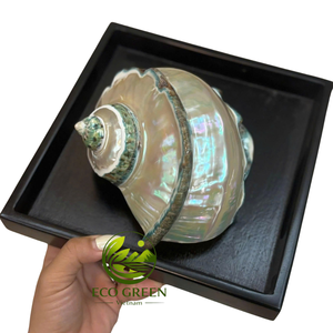 Concha Marina Natural Pulida Grande para Manualidades, Arte de Técnicas Mixtas, Arreglos Costeros y Proyectos de Exhibición Creativa - Product Image 6
