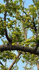 Nutraceutiques Amla (Amla indien/Phyllanthus emblica) - Product Image 4