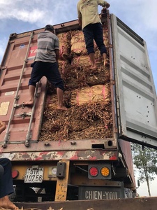 Material Ecológico de Jacinto de Agua, Fabricante Vietnamita, Fibra Seca, Venta al Por Mayor, Exportación - Product Image 5