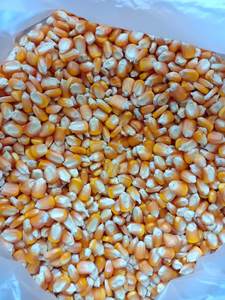 ข้าวโพดเหลืองอบแห้งธรรมชาติ ปี 2026 เมล็ดข้าวโพดทั้งเมล็ด คุณภาพพรีเมียม เหมาะสำหรับการเตรียมอาหารและการทำอาหารทั่วไป - Product Image 6