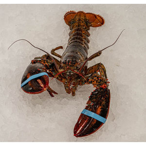 Homards de qualité supérieure pour les commandes importantes, la distribution de fruits de mer et l'approvisionnement alimentaire commercial - Product Image 2