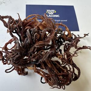 Alga marina cruda Chondrus Crispus Eucheuma Cottonii, musgo marino dorado, musgo marino púrpura al por mayor, musgo irlandés, musgo marino silvestre - ANNA DO - Product Image 6