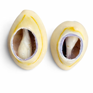 Conchas de Cauri Naturales Grandes con Parte Posterior Abierta, Conchas de Cauri Reales para la Fabricación de Joyas, Manualidades y Decoración - Product Image 1