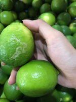 Premium Groene Pitloze Citroenen Van Vietnam Dunne Huid Sterk Aroma En Zoetzure Smaak Perfect Voor Export En Retail Gebruik