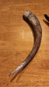 Goat Polished Horn Natural Finished Eco-Friendly Rustic Halloween New High Quality for Decoration & Craft - Product Image 6