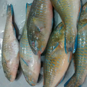 Poisson-perroquet congelé de qualité supérieure, vente en gros, approvisionnement en vrac, qualité alimentaire, prêt à expédier, fournisseur d'exportation de qualité supérieure - Product Image 2