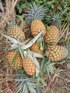 Wholesale Best Price Fresh Good Taste 100% Natural Highest Grade Tropical Pineapple 1kg 15-20cm Austria for Bulk for Sale - Product Image 6
