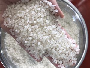 Nueva Cosecha 2026 Arroz Vietnamita Aromático Calrose Sushi Redondo Japonica Blanco Duro Seco para Comida y Cocina +84398885178 - Product Image 5