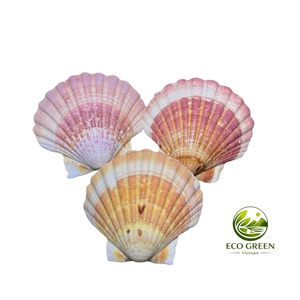 Conchas de Vieira Grandes de Color Rosa y Blanco al por Mayor, Conchas Decorativas para Proyectos de Joyería, Decoración del Hogar y Manualidades - Product Image 2