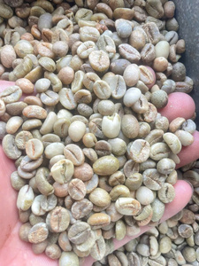 Venta al por mayor de granos de café verde Robusta sin tostar, café crudo natural puro, proveedor a granel de Vietnam, granos de café sin tostar - Product Image 1