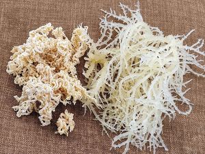 Musgo Marino Amarillo Premium, Musgo Irlandés Crudo, Gracilaria Seca al Sol, Cultivo Silvestre, Venta al Por Mayor - Product Image 1
