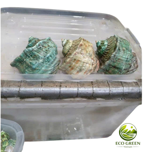 เปลือกหอยเทอร์โบขัดเงาธรรมชาติพร้อมเคลือบสีเขียวมุกเหลือบรุ้ง สำหรับงานตกแต่งบ้าน งานฝีมือ ผู้ผลิตเวียดนาม ขายส่ง - Product Image 3