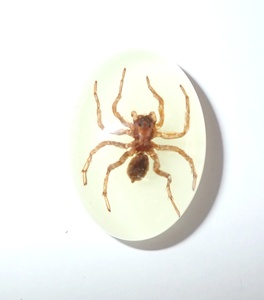 Araña Fantasma, Espécimen Real, Cabujón de Plástico Ovalado de 18x25 mm, Base Plana Brillante para Manualidades y Joyería - Product Image 6