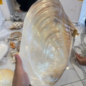 Wholesale Vietnam <b>Abalone</b> <b>Shell</b> For Professional Jewelry Holders And Enhancing Room Style Profiles 99 Gold Data Co - Product Image 5