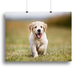 Seven Week Old Golden Retriever Puppy Outdoors on a Sunny Day <b>Canvas</b> Print or Poster for Pet Cleaning & Bathing - Product Image 1