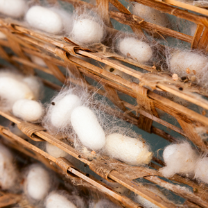 Cocons de Soie Naturelle Matière Première pour Artisanat Textile Fait Main, Soins de Beauté et Approvisionnement en Gros pour l'Exportation - Product Image 5