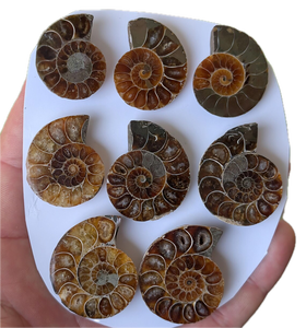 Cortizos de fósiles de ammonites - Cleoniceras - Colección de conchas - Colgante - Fern - Gabinete de curiosidades - Product Image 4
