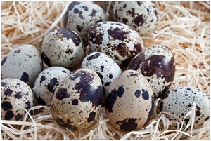 ไข่นกกระทาเวียดเดลต้าบรรจุกระป๋อง ขายดีที่สุด อุดมด้วยคุณค่าทางโภชนาการ สะดวกพร้อมรับประทาน อายุการเก็บรักษา 36 เดือน เหมาะสำหรับทำสลัด ของว่าง และปรุงอาหาร - Product Image 3