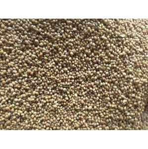 Coriandre aigle entière Indienne de qualité supérieure Coriandre séchée entière de haute pureté Single Spice Bulk Exportateur-PP Material - Product Image 2