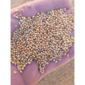 Kê vàng hữu cơ từ uzbekistan thức ăn chăn nuôi bổ sung cho kê đỏ vỏ trắng và xanh - Product Image 6