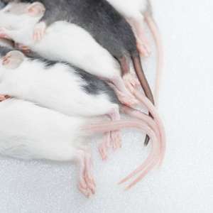 Ratas Congeladas XS 22-30g, Alimento para Serpientes con Alto Contenido de Proteínas, Venta al por Mayor, Alimento para Reptiles Libre de Salmonella, Nutrición Bio-Enhanced para la Digestión - Product Image 3