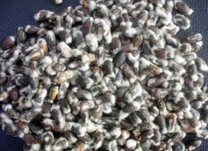 Graines de coton biologique de la meilleure qualité - Product Image 2