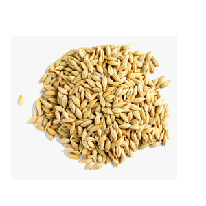Alimento para Animales de Cebada de Buena Calidad al Por Mayor a Precio de Fábrica, Semillas de Cebada - Product Image 2