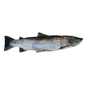 Nuevas filetes de pescado de alta calidad: salmón, tilapia reina y filetes de salmón congelados a granel - Product Image 5