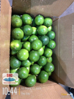 Premium Vietnamese Lime zonder pit – Heldergroene schil, rijke smaak, hoog sapgehalte
